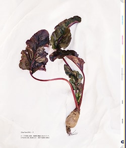 Issue 6 / Local & Natural “御茶の水と僕の好きな店。そして京都、城崎温泉へ。”