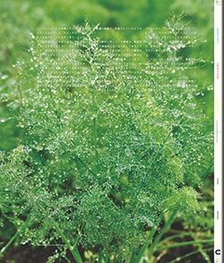 Issue 6 / Local & Natural “御茶の水と僕の好きな店。そして京都、城崎温泉へ。”