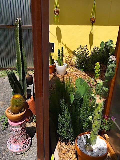 GOOD CACTUS IN MARFA , TEXAS