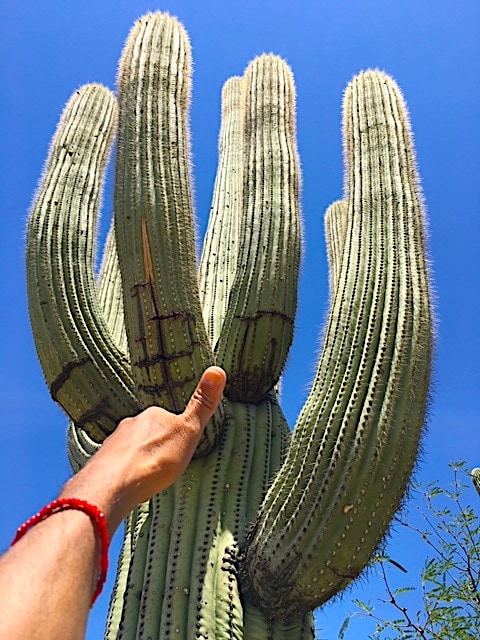 CACTUS WORLD