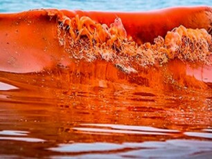 RED TIDE DREAMING