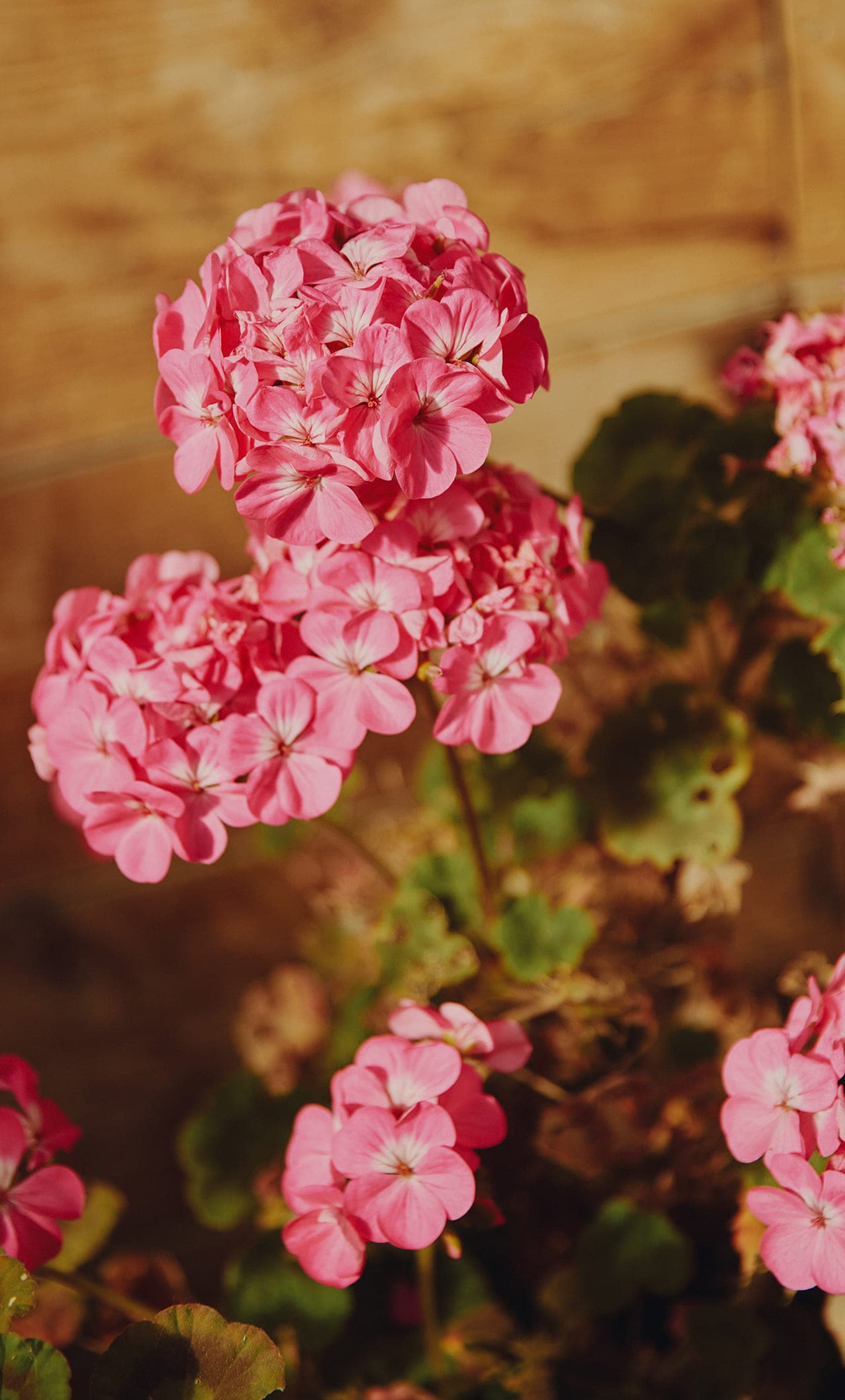 Freada【フリーダ】大人気‼︎ レトロ花柄ワンピース【free】 Freada（フリーダ）の「Freada/フリーダ レトロフラワー